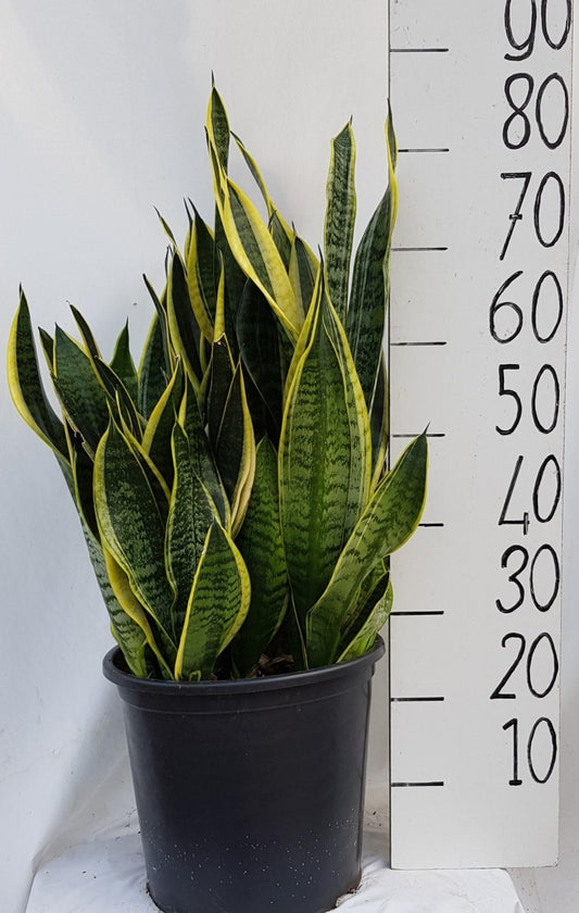 Sanseveria Laurentii 30cm ZW - Ø30cm - ↕70cm