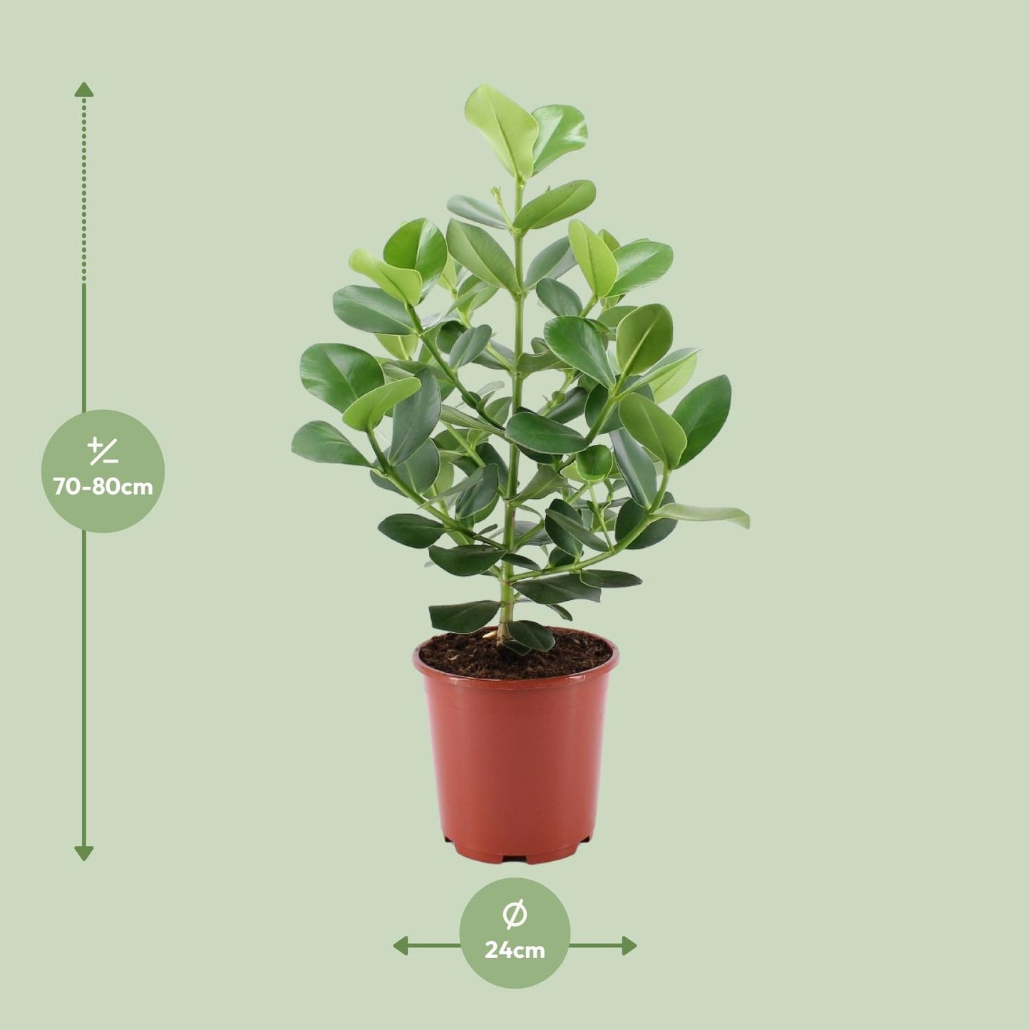 Clusia Rosea Princess - Ø24cm - ↕80cm
