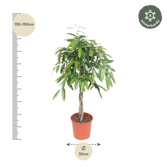 Bogenhanf 'Amstel King' – 140 cm Geflochtene Zimmerpflanze