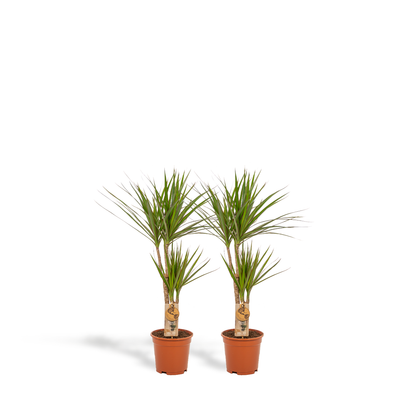 Drachenbaum Duo – 90 cm – Luftreinigende Zimmerpflanze