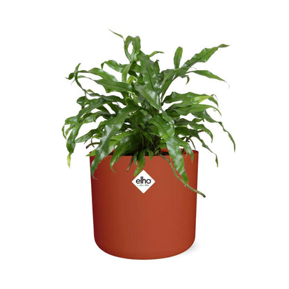 Microsorum Diversifolium in ELHO b.for soft rond 14cm brique