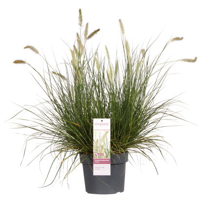 Pennisetum alopecuroides 'Hameln' - Ø19cm - ↕40cm - Ø19 - ↨40cm
