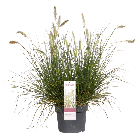 Pennisetum alopecuroides 'Hameln' - Ø19cm - ↕40cm - Ø19 - ↨40cm