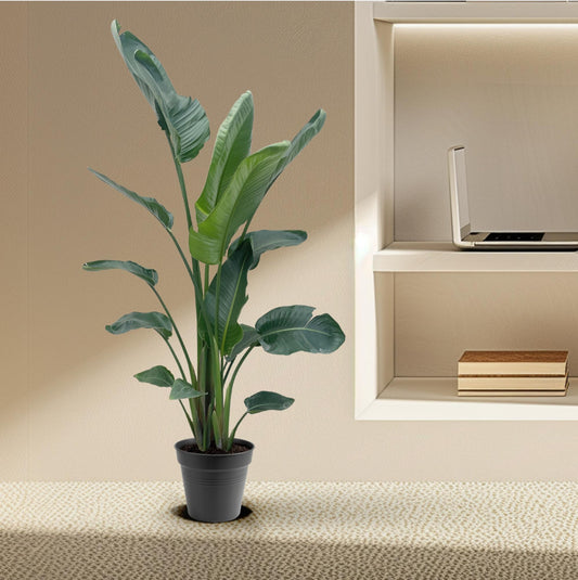 Strelitzia Nicolai XXL - 190 - 225 cm - ø27-ø30
