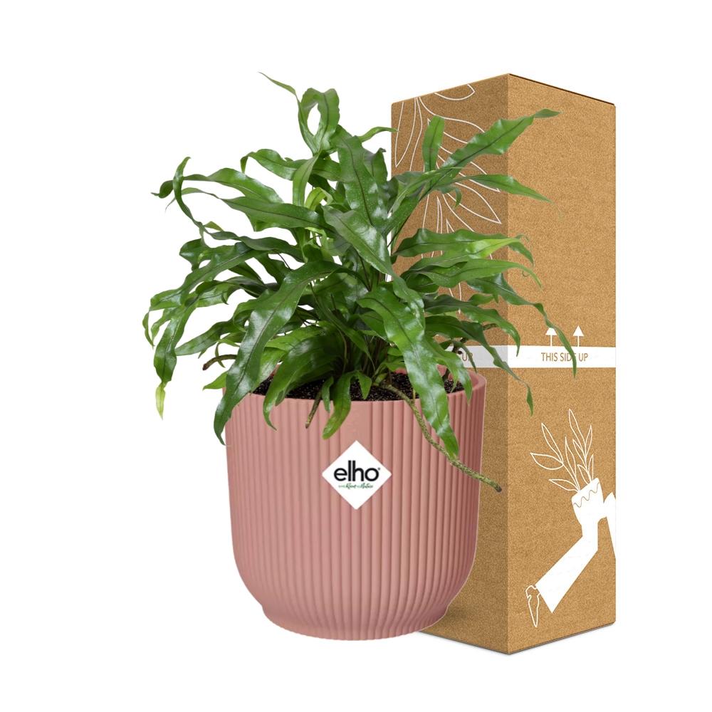 Microsorum Diversifolium in ELHO Vibes Fold 14cm roze