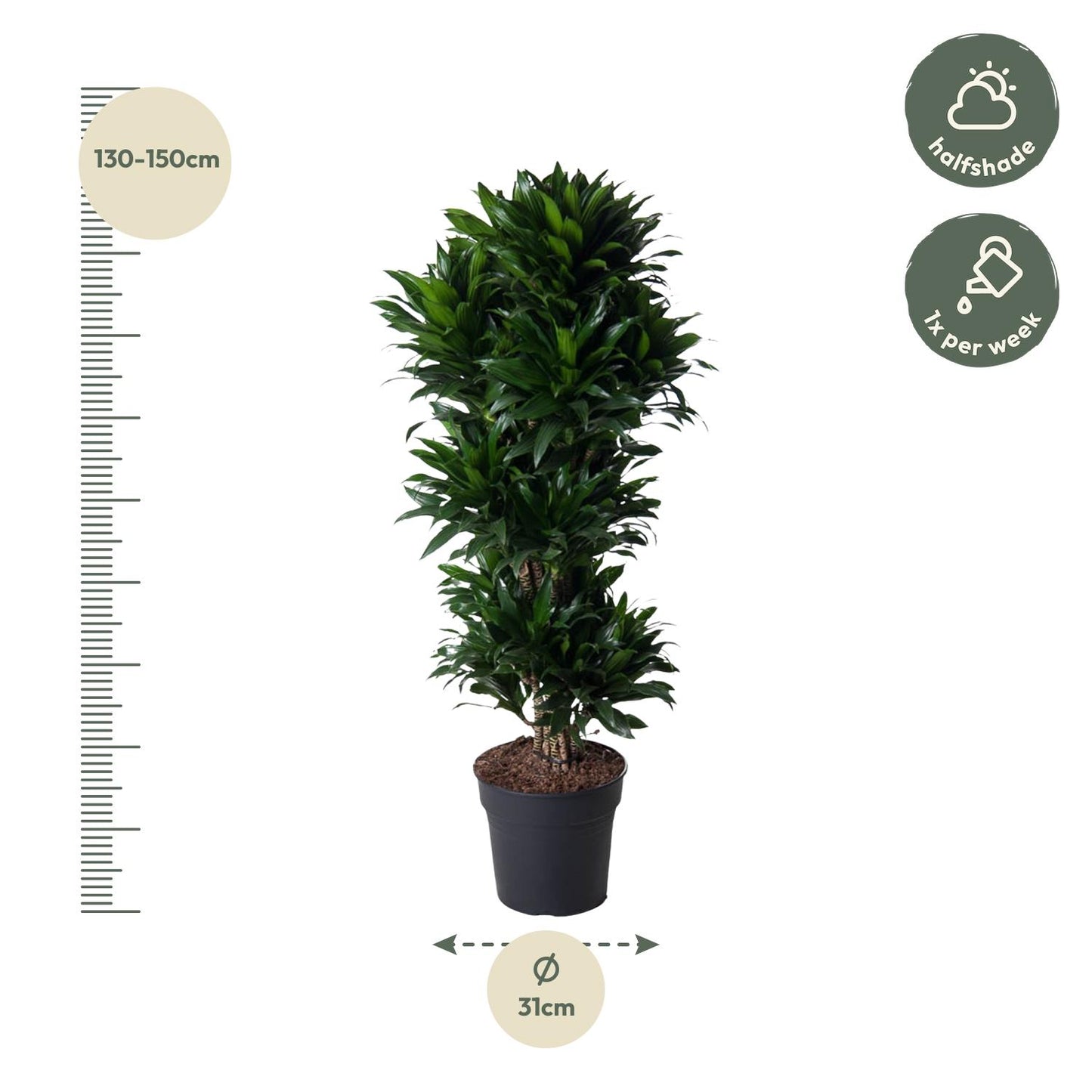 Drachenbaum Compacta – 140 cm pflegeleichte Zimmerpflanze