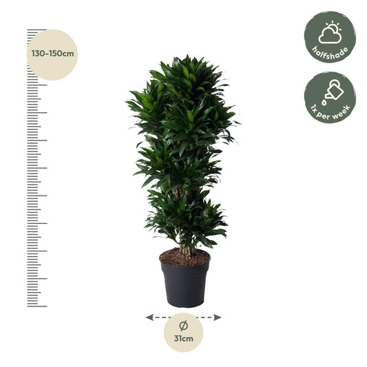 Drachenbaum Compacta – 140 cm pflegeleichte Zimmerpflanze