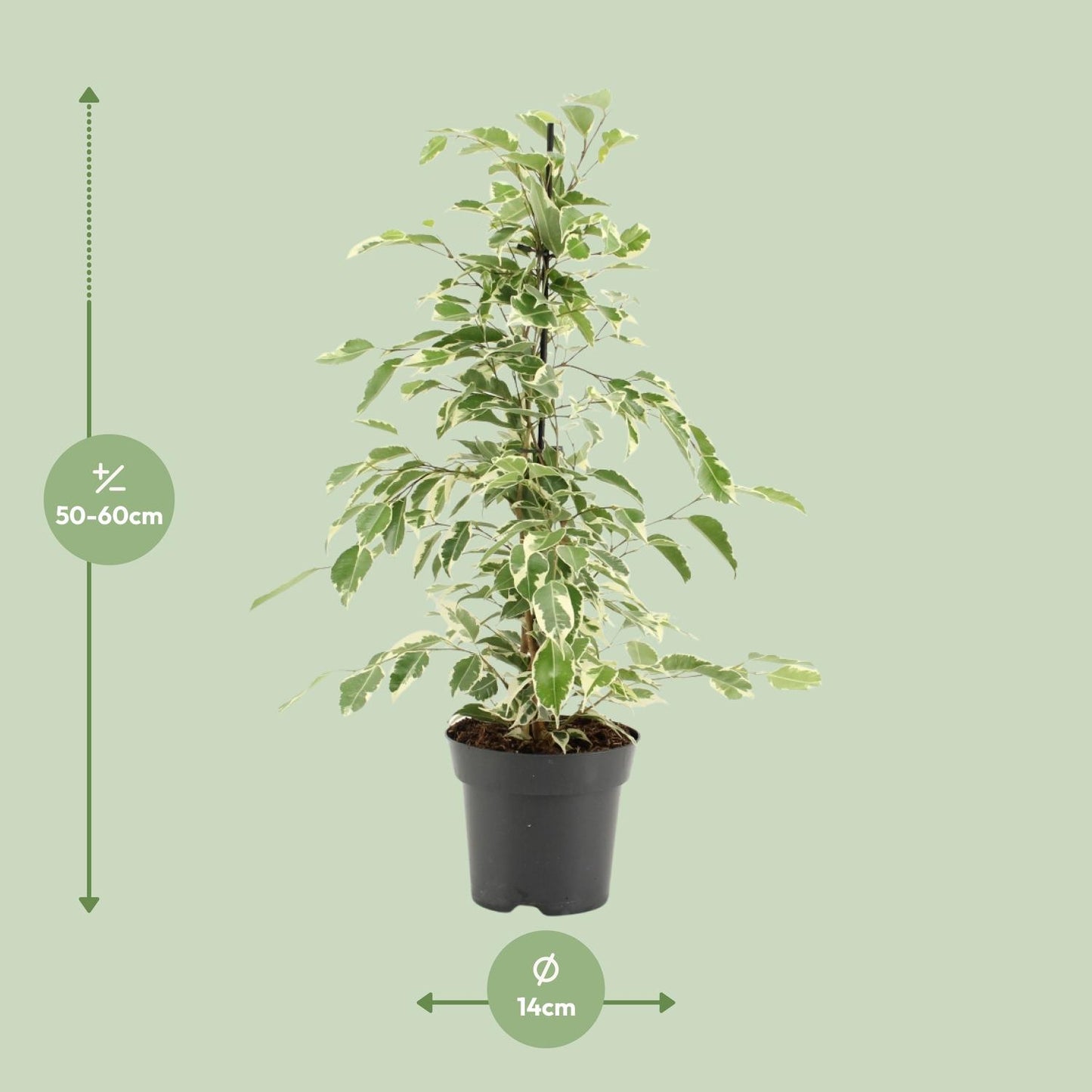 Ficus Benjamina Twilight - Ø14cm - ↕55cm
