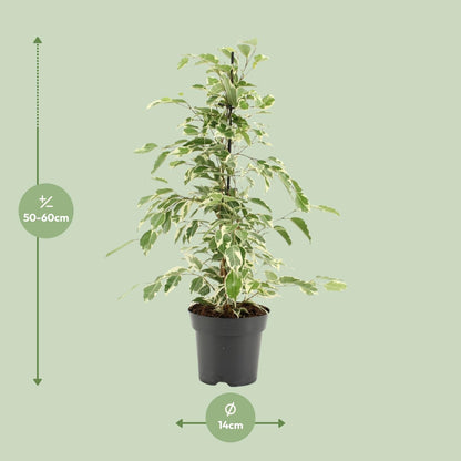 Ficus Benjamina Twilight - Ø14cm - ↕55cm