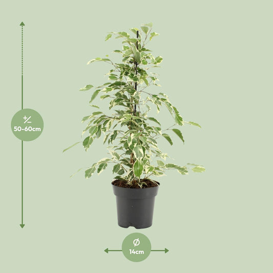 Ficus Benjamina Twilight - Ø14cm - ↕55cm