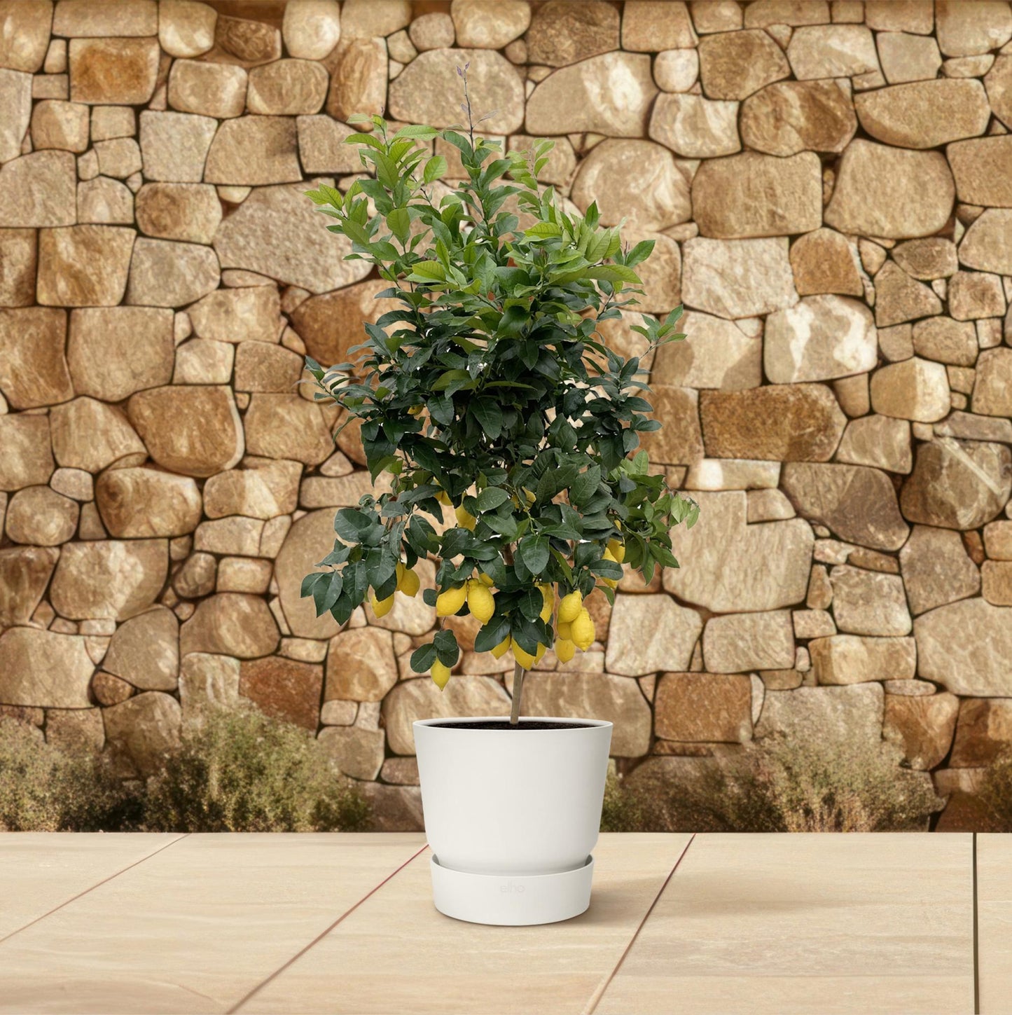 Zitronenbaum 200 cm – Mediterrane Kübelpflanze für sonnige Plätze