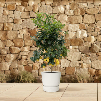 Zitronenbaum 200 cm – Mediterrane Kübelpflanze für sonnige Plätze
