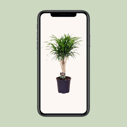 Dracaena Refl. Anita - Ø21cm - ↕70cm