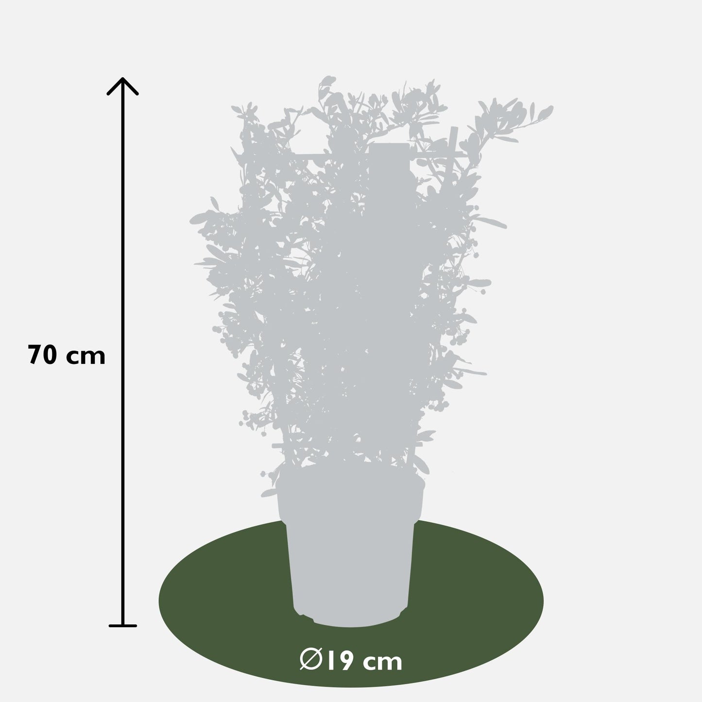 Pyracantha coccinea Red Star - Ø23cm - ↕75cm - Ø19 - ↨70cm