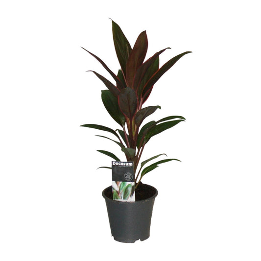 Cordyline Rumba - Ø12cm - ↕40cm