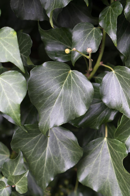 4x - Hedera hibernica - ↨65cm - Ø15