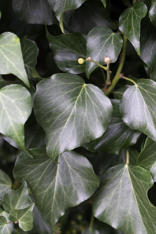 4x - Hedera hibernica - ↨65cm - Ø15