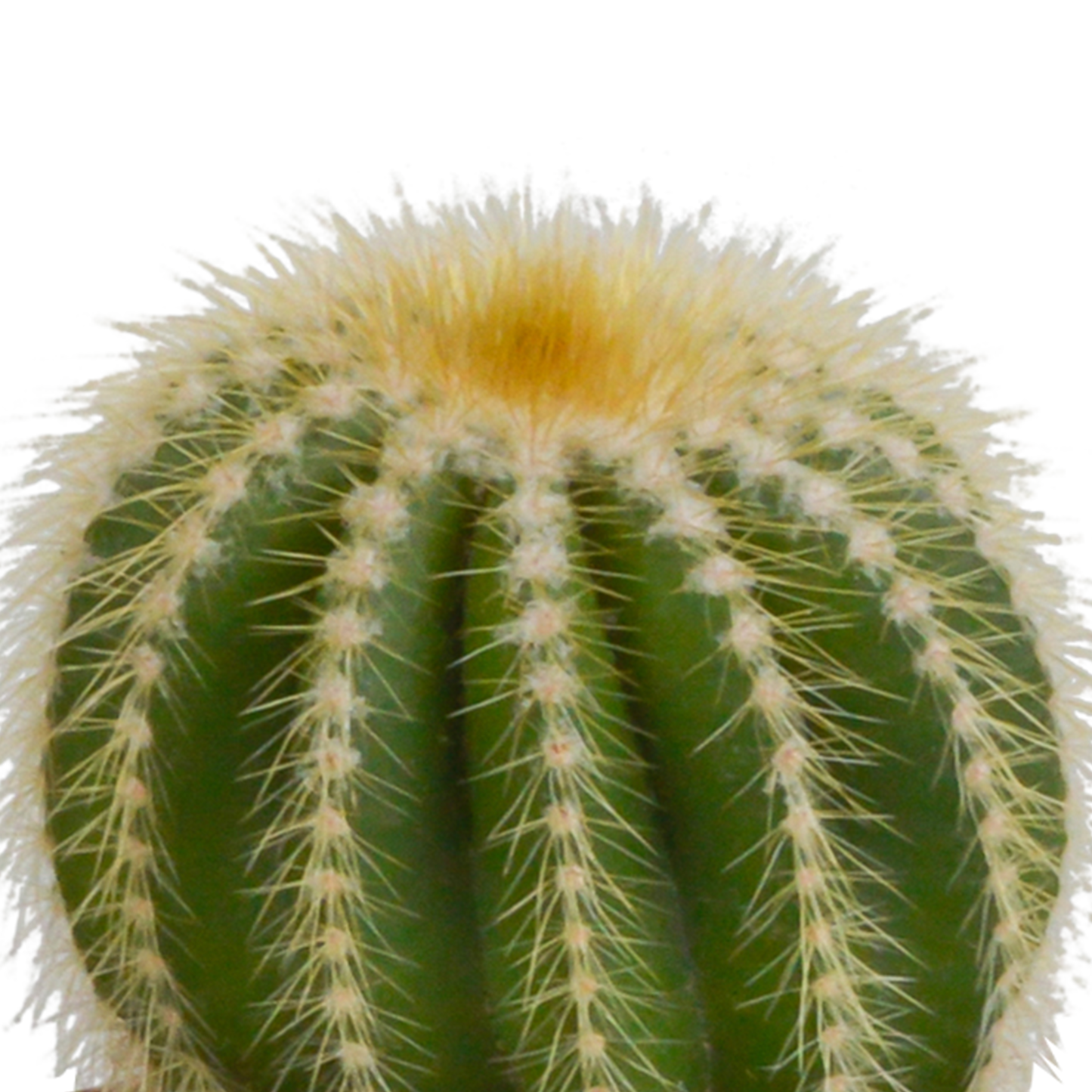 Kugelkakteen-Mischung 8,5 cm – Exotisch & Pflegeleicht