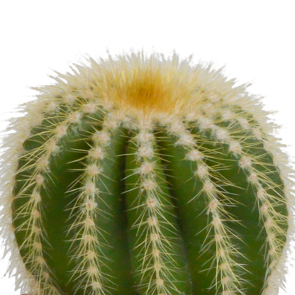 Kugelkakteen-Mischung 8,5 cm – Exotisch & Pflegeleicht
