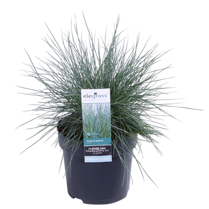 Festuca glauca Azura Blue - Ø14 - ↨30cm