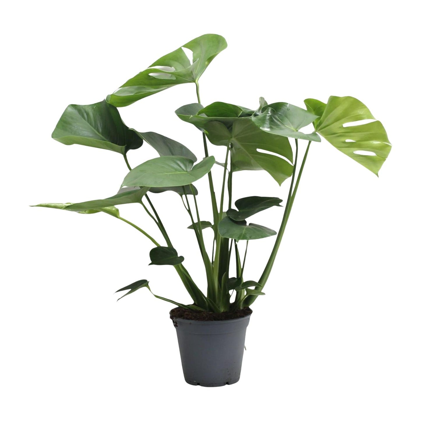 Monstera Deliciosa Tauerii