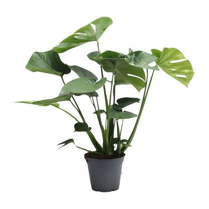 Monstera Deliciosa Tauerii