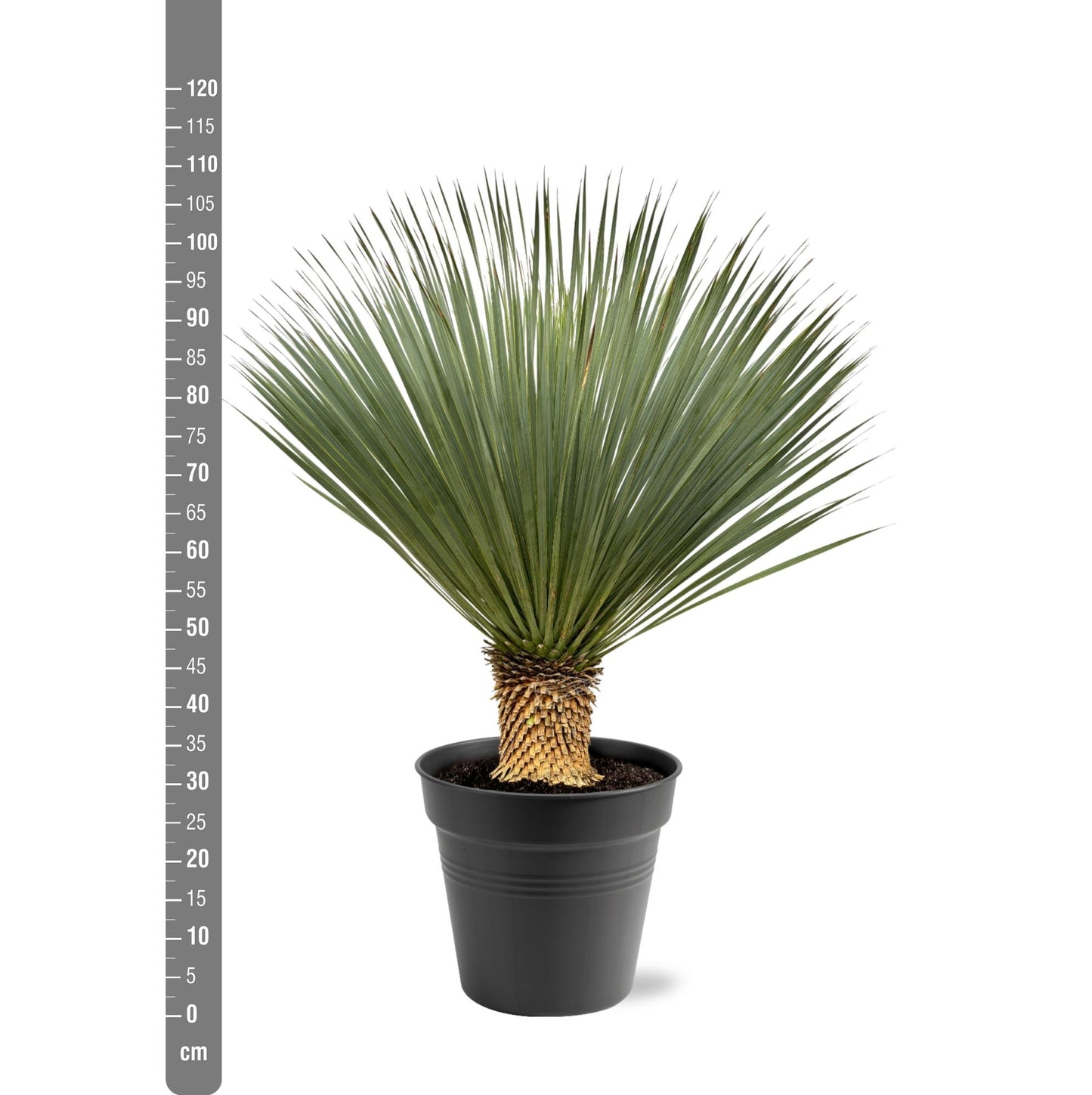 Blaue Palmlilie (Yucca Rostrata) 120 cm – Solitärpflanze