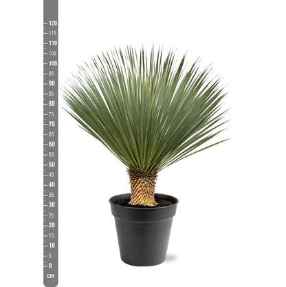 Blaue Palmlilie (Yucca Rostrata) 120 cm – Solitärpflanze