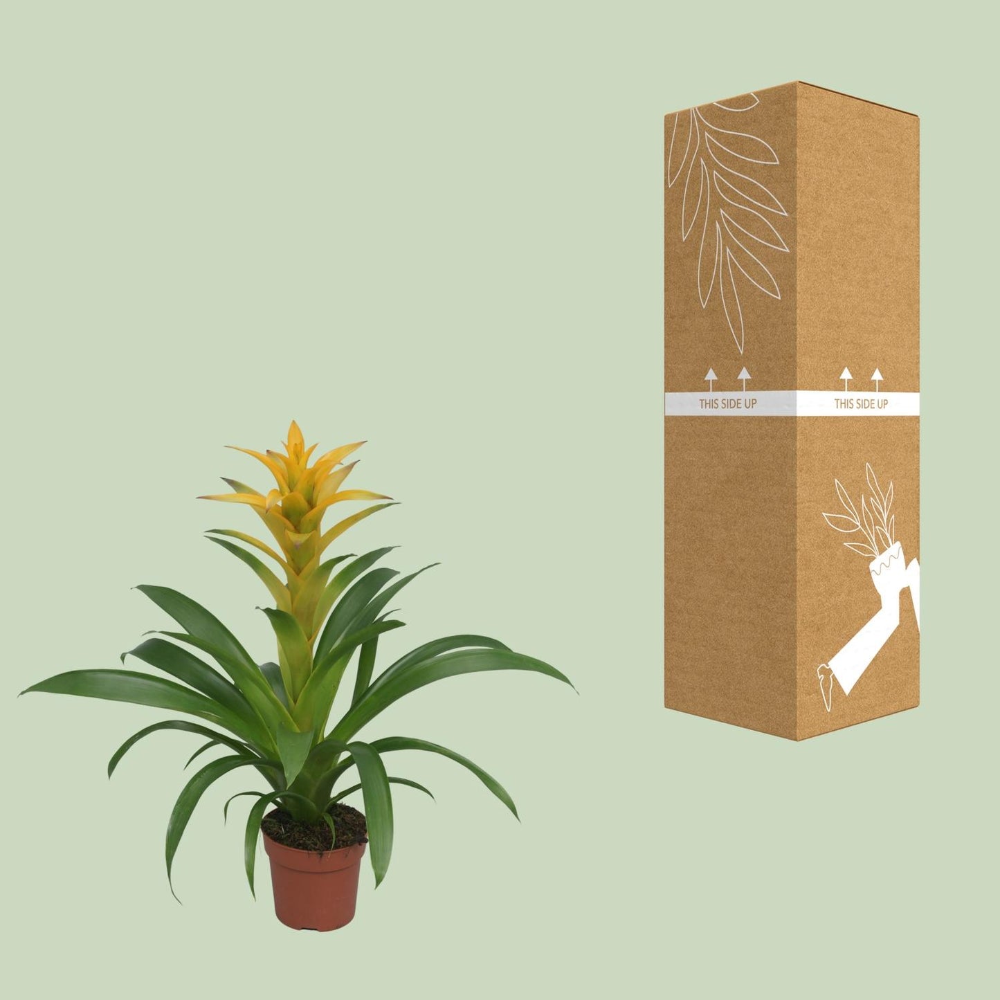 Guzmania Desire - Ø12 ↕45