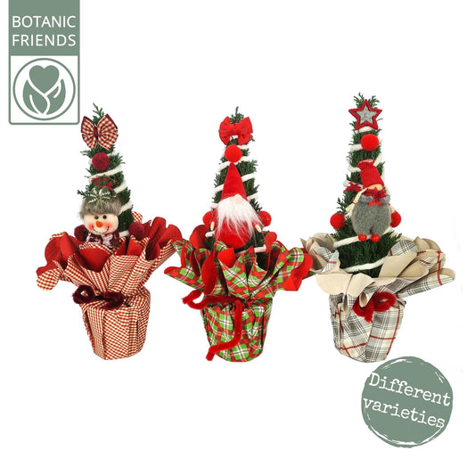 Chamaecyparis Ellwoodii Christmas Friends - 3 stuks - Ø11cm - ↕35cm