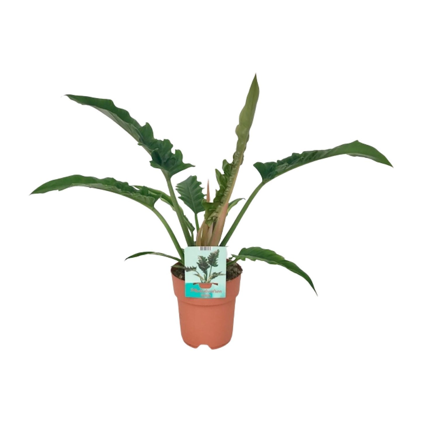 Philodendron Narrow - Ø19cm - ↕90cm