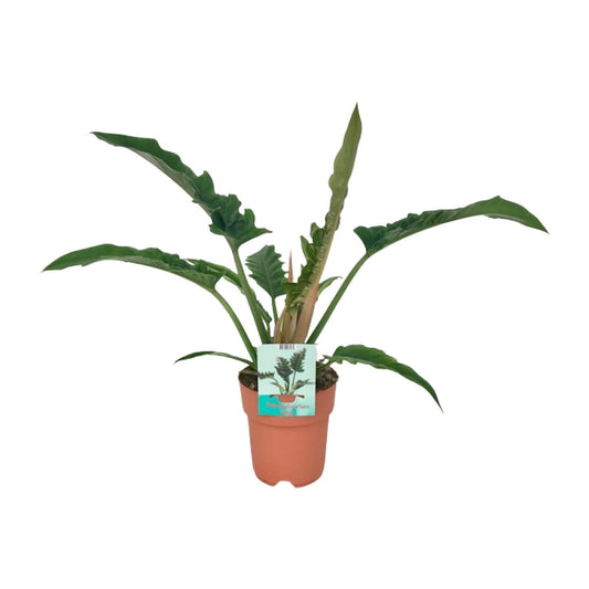 Philodendron Narrow - Ø19cm - ↕90cm