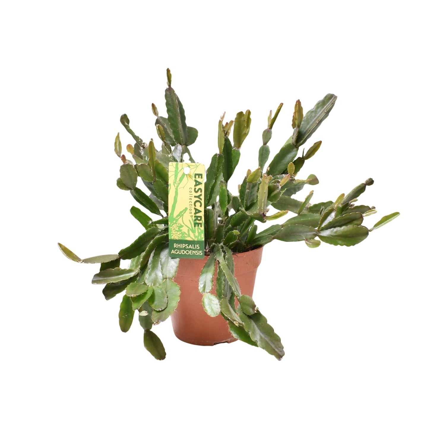 Rhipsalis Agudoensis - Ø12 ↕25