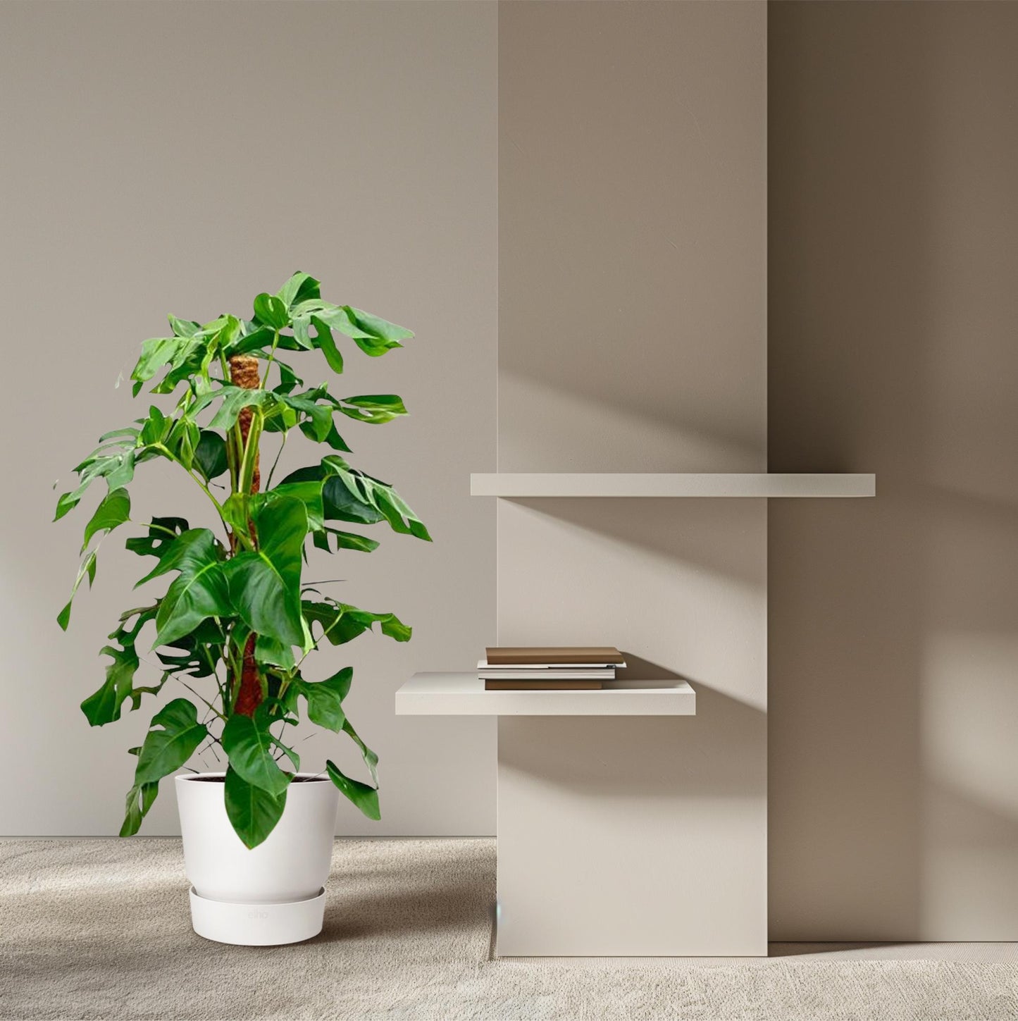 Monstera Fensterblatt 120 cm – Tropische Zimmerpflanze