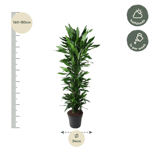 Drachenbaum Janet Lind – Elegante & Pflegeleichte Zimmerpflanze 170 cm