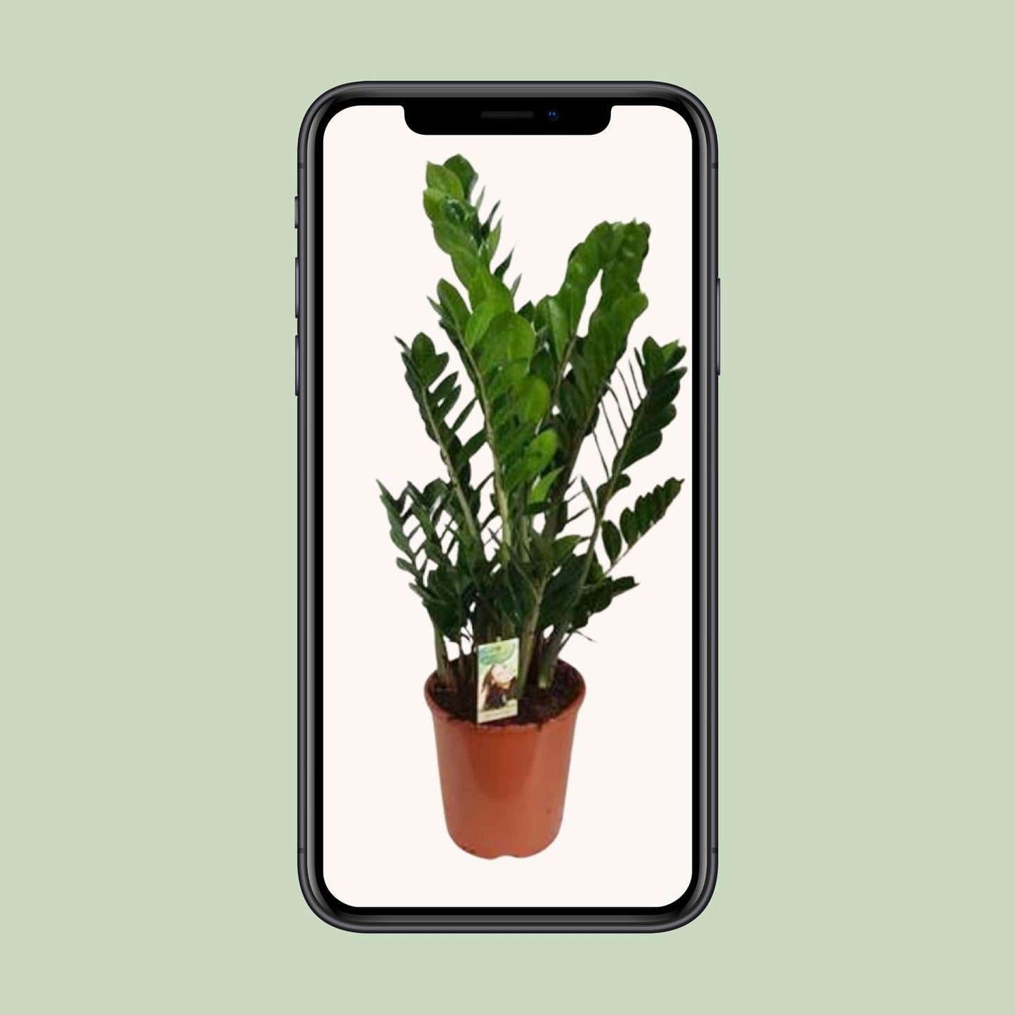 Zamioculcas Zamiifolia - Ø27cm - ↕100cm