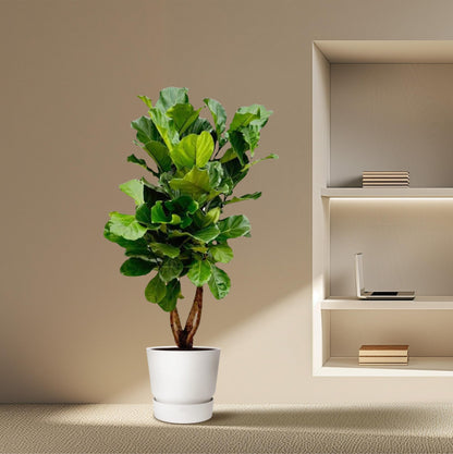 Geigenfeige XL 190 cm – Ficus Lyrata im Topf ø32 cm