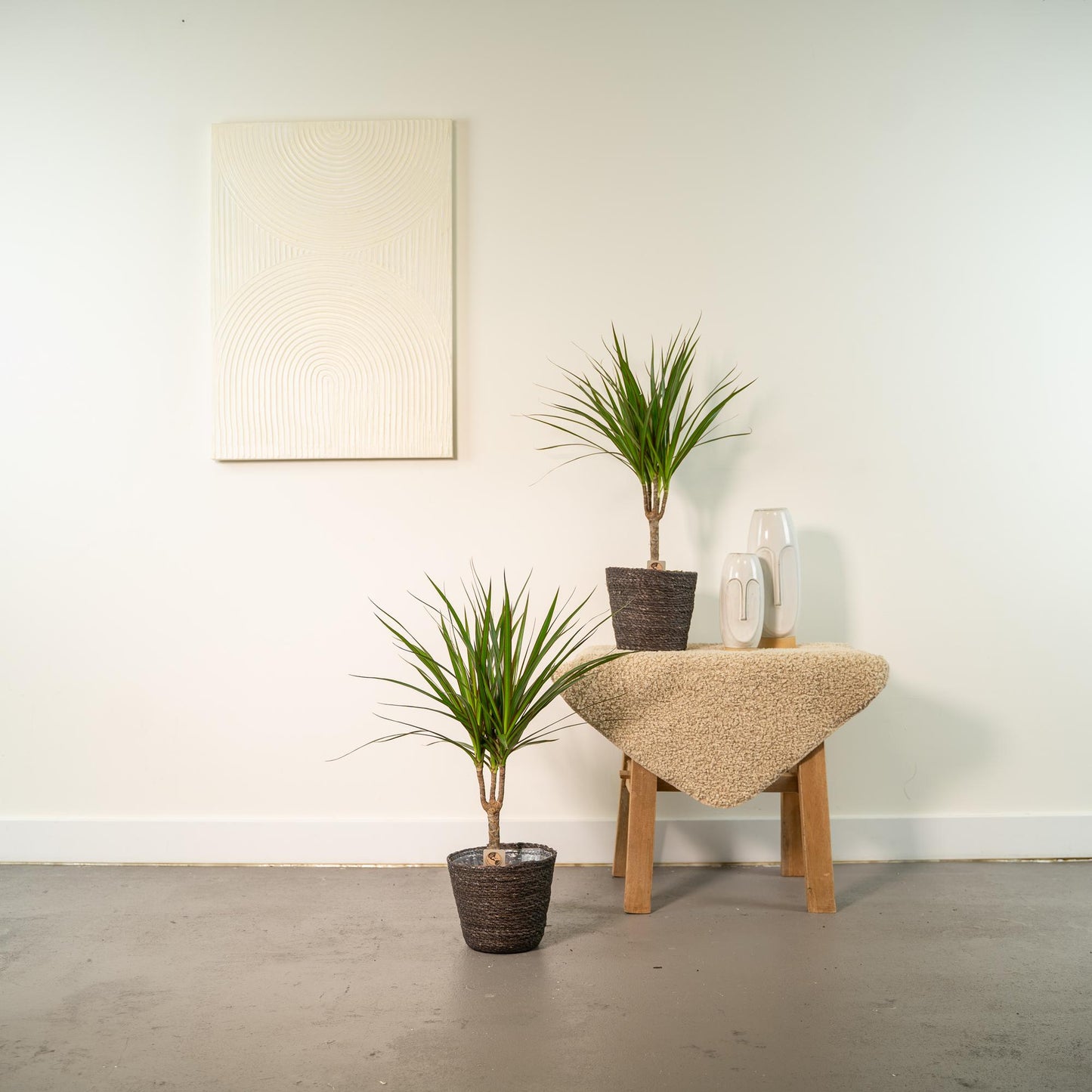 Drachenbaum Duo 60 cm – Luftreinigende Zimmerpflanze
