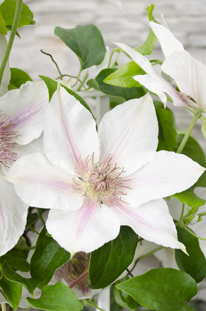 Clematis Corinne - Clematis Evison WeiÃŸ Ø15cm - ↕65cm - Ø15 - ↨65cm