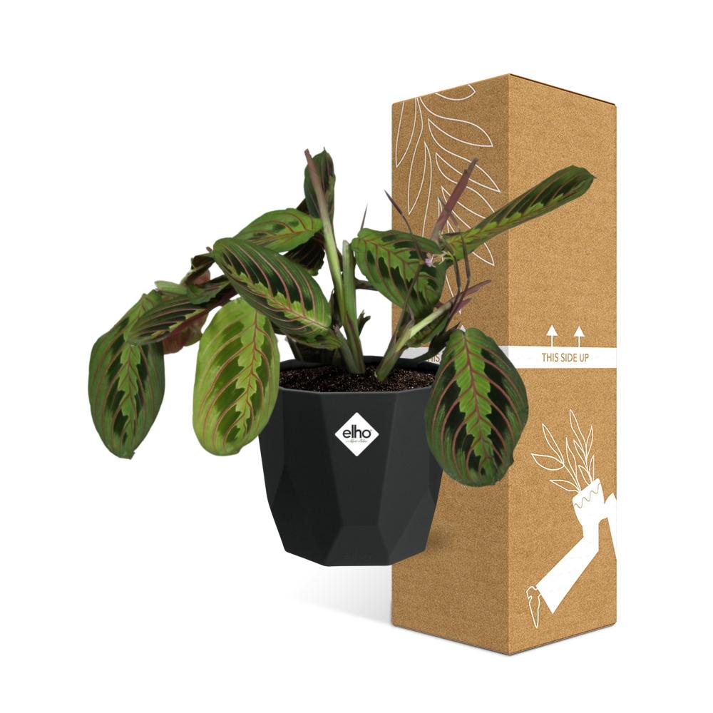 Maranta Leuconeura ‘Fascinator’ Tricolor in 14cm b.for rock living black