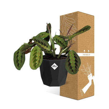 Maranta Leuconeura ‘Fascinator’ Tricolor in 14cm b.for rock living black
