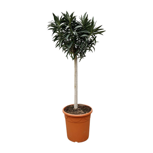 Oleander am Stamm 200 cm – Weiße Blütenpracht für Balkon & Terrasse