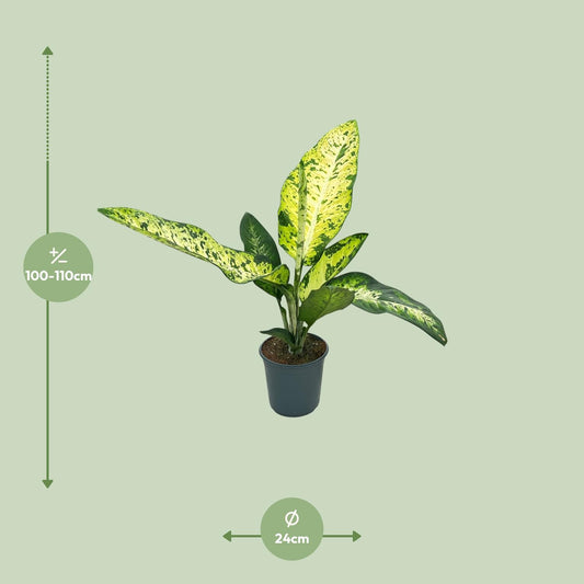Dieffenbachia Mars - Ø24cm - ↕110cm