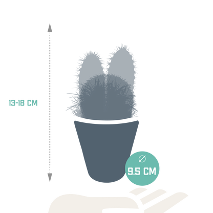 Kakteenmischung 8,5 cm - 3x - in witte pot