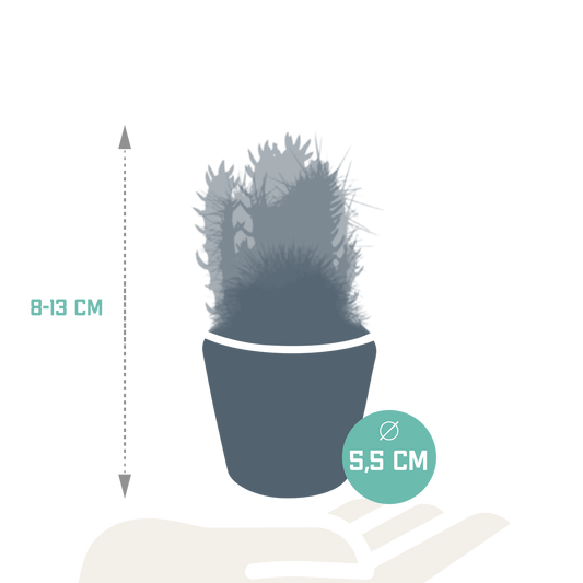 Kakteenmischung 5,5 cm - 5x - in Mexicaanse pot
