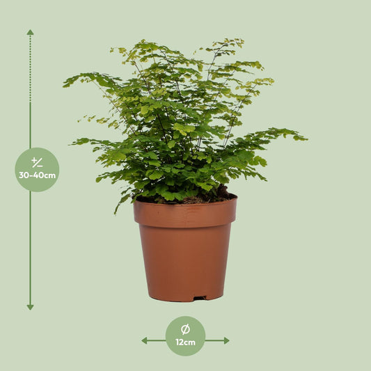 Adiantum Fritz Luthi - Ø12cm - ↕35cm