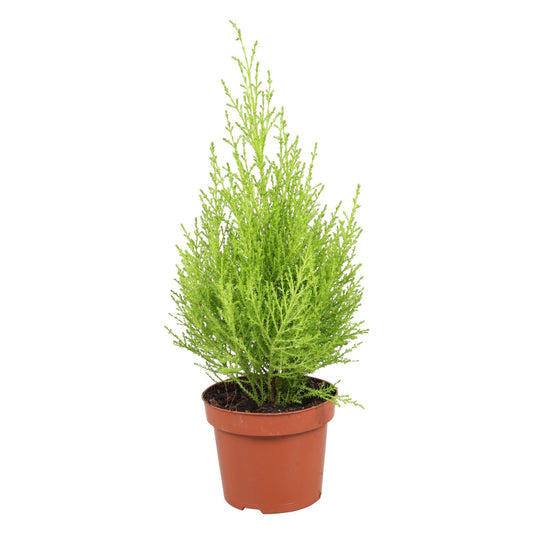 Cupressus Goldcrest Wilma - Hoogte 35-40 Cm. - Ø12cm - ↕35cm