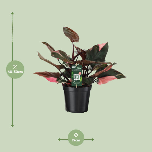 Philodendron Pink Princess - Ø19cm - ↕50cm