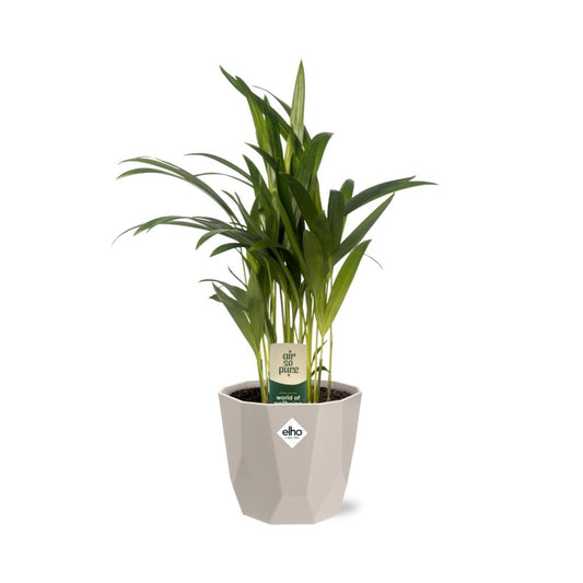 Dypsis Lutescens (Areca) 12cm in ELHO b.for rock 14 cm warm grey
