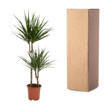 Drachenbaum Marginata 100 cm – Stilvolle Zimmerpflanze
